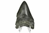 Fossil Megalodon Tooth - South Carolina #170347-2